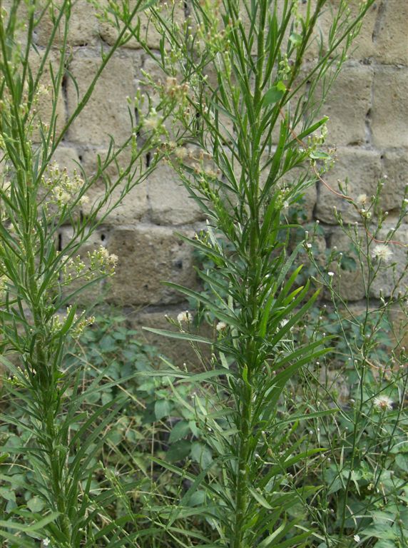 Erigeron canadensis / Saeppola canadese